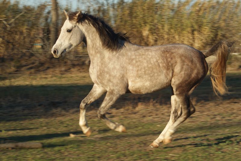 Valantino Occitan