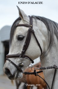 Enzo Montpellier 084